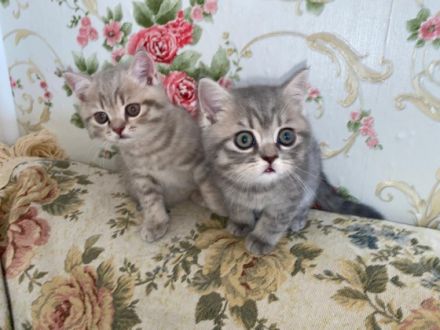 Unsere Katze  zwei gesunden kitten katerchen zu welt