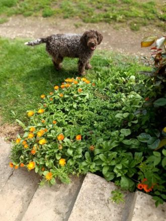Hallo liebe(r) Lagotto Freund(e), Ich bin GANA (w) und