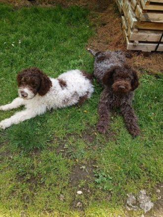 Hallo liebe(r) Lagotto Freund(e), Ich bin GANA (w) und