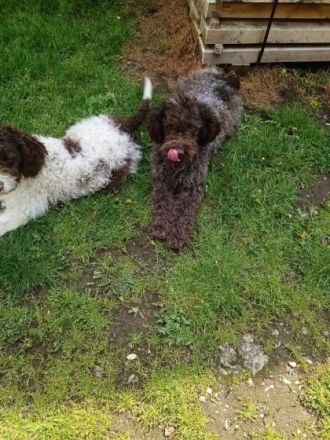 Hallo liebe(r) Lagotto Freund(e), Ich bin GANA (w) und