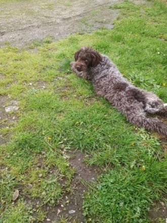 Hallo liebe(r) Lagotto Freund(e), Ich bin GANA (w) und