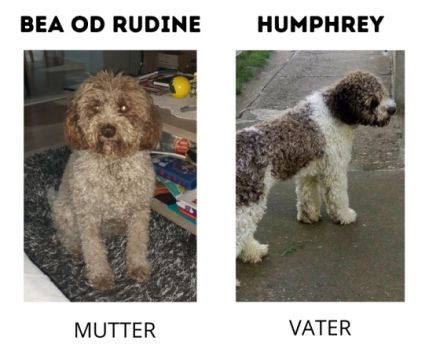 Hallo liebe(r) Lagotto Freund(e), Ich bin GANA (w) und