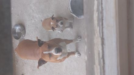 Verkaufe zwei wunderschöne Welpen, die Am 23.02.2022