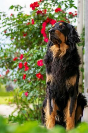 Hovawart from Honeycreek