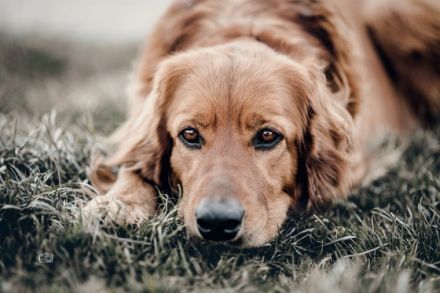 Hovawart from Honeycreek