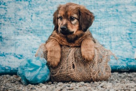 Hovawart from Honeycreek