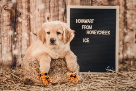 Hovawart from Honeycreek