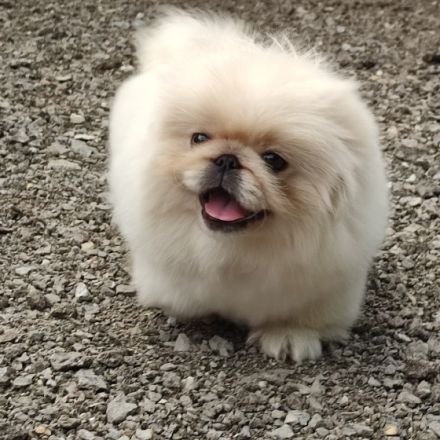 reinrassiger pekinesischer männlicher Welpe. Er nahm