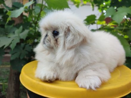 reinrassiger pekinesischer männlicher Welpe. Er nahm