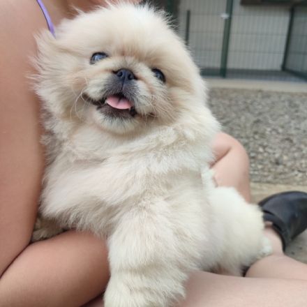 reinrassiger pekinesischer männlicher Welpe. Er nahm