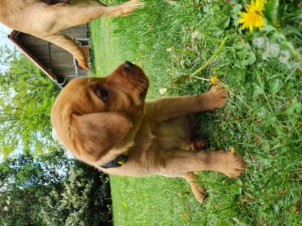 Sie suchen einen Teampartner für den Hundesport? Dann