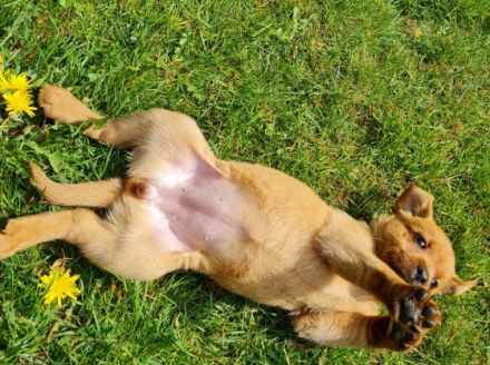 Sie suchen einen Teampartner für den Hundesport? Dann