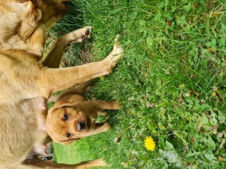 Sie suchen einen Teampartner für den Hundesport? Dann