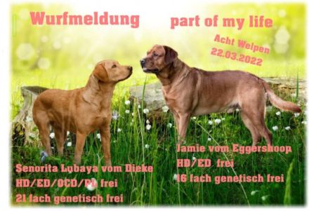 Sie suchen einen Teampartner für den Hundesport? Dann
