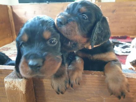 Am 17.04.2022 brachte unsere Gordonsetter Hündin Amy 10