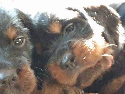 Am 17.04.2022 brachte unsere Gordonsetter Hündin Amy 10