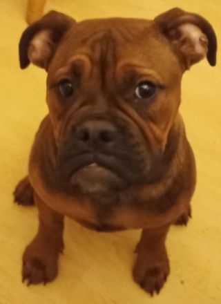 Auf diesem Weg sucht dieses süße Old Englisch Bulldogg