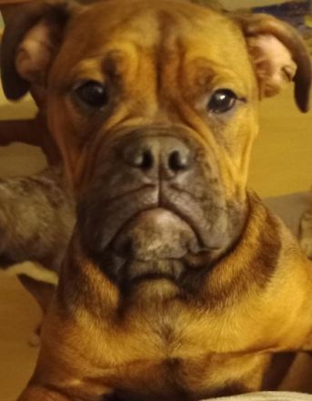 Auf diesem Weg sucht dieses süße Old Englisch Bulldogg