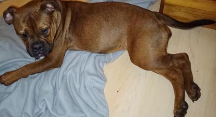 Auf diesem Weg sucht dieses süße Old Englisch Bulldogg