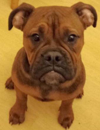 Auf diesem Weg sucht dieses süße Old Englisch Bulldogg