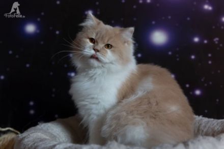 Ossborn of pink cloud, Unser Osborn ist noch auf der