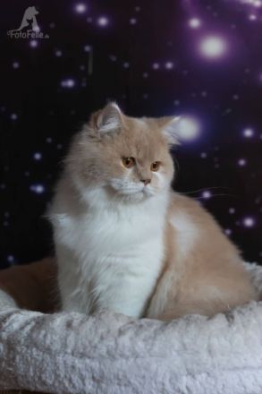 Ossborn of pink cloud, Unser Osborn ist noch auf der