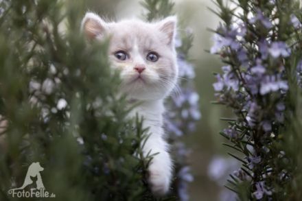 Aus unserm S2 Wurf suchen 2 BKH Kater lilac white