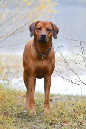 Cayla's Red Lion Hunters