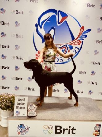 Der Black and tan Coonhound ist der perfekte Hund für