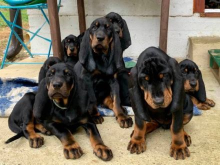 Der Black and tan Coonhound ist der perfekte Hund für