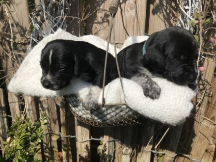 Unsere 4 jährige Große Schweizer Sennenhündin hat