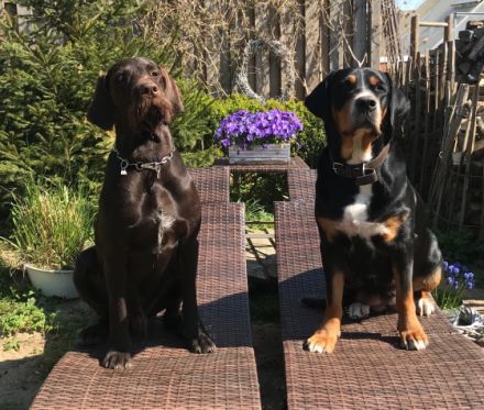 Unsere 4 jährige Große Schweizer Sennenhündin hat