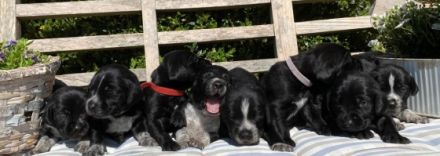 Unsere 4 jährige Große Schweizer Sennenhündin hat