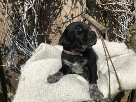 Unsere 4 jährige Große Schweizer Sennenhündin hat