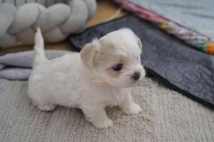 Shih Tzu, Welpen
