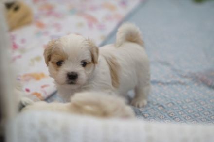 Shih Tzu, Welpen