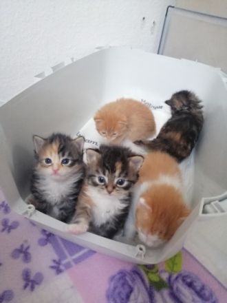 5 fellnasen suchen ab Mitte Juni ein liebes zu Hause am