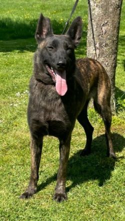 Aus zeitlichen Gründen wird diese Malinois X Herder