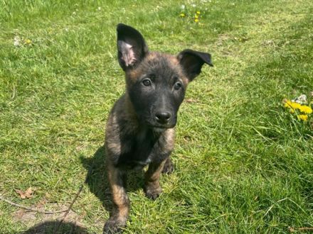 Aus zeitlichen Gründen wird diese Malinois X Herder