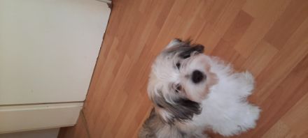 Malteser Welpen, Hallo 2 suße Malteser Männlich ,22