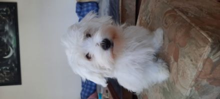 Malteser Welpen, Hallo 2 suße Malteser Männlich ,22