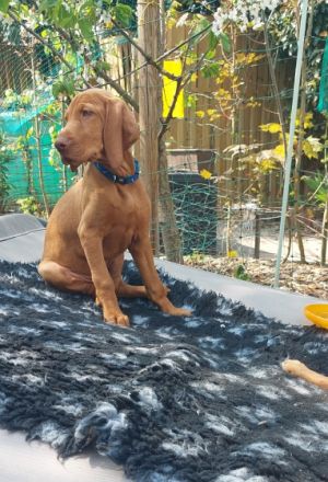 Wir der Zwinger vom Blauen Berg züchten diese edle