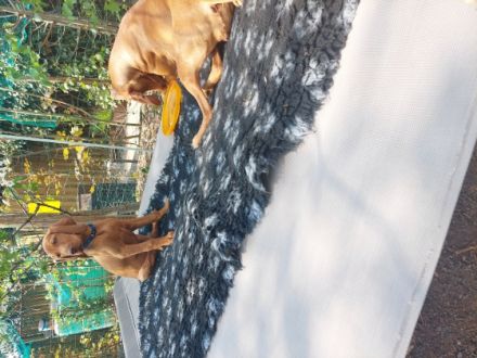 Wir der Zwinger vom Blauen Berg züchten diese edle