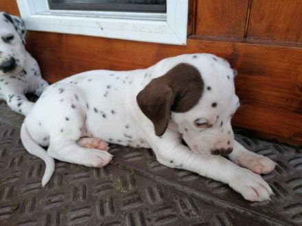 1Ruede und 1 Huendin braun weiss suchen noch ein