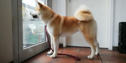 am 06.05.2022 sind meiner Hündin 4 gesunde Welpen