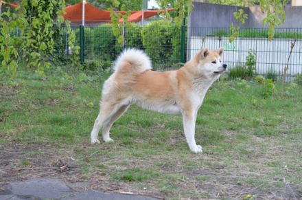 am 06.05.2022 sind meiner Hündin 4 gesunde Welpen