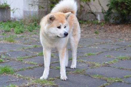 am 06.05.2022 sind meiner Hündin 4 gesunde Welpen