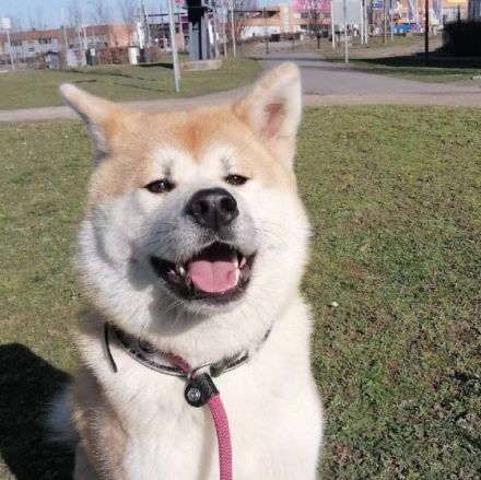 am 06.05.2022 sind meiner Hündin 4 gesunde Welpen