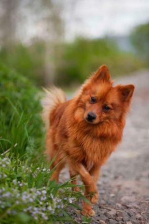 Grinch - aktiver, hübscher Spitz Rüde