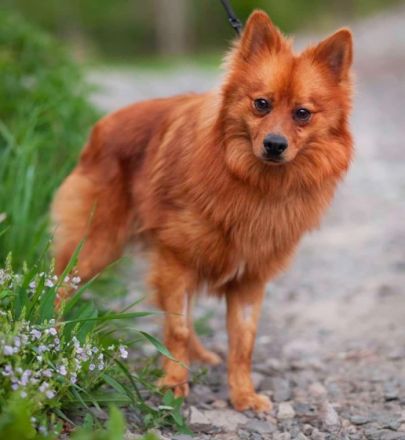 Grinch - aktiver, hübscher Spitz Rüde